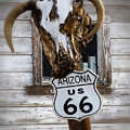 cow skull and  Route 66 sign